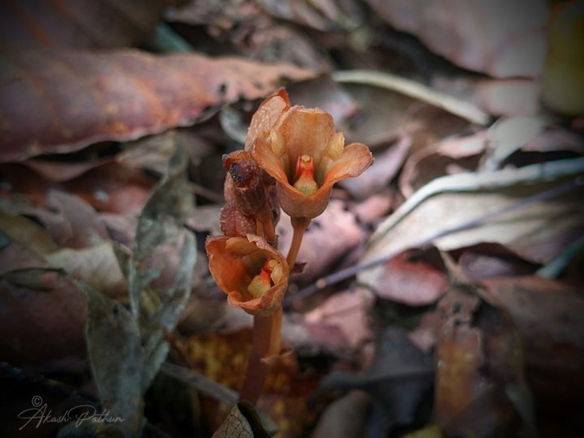 Gastrodia munasinghae Atthanagoda, C.Bandara & Kumar